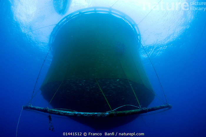Stock photo of Underwater view of fish farm sea cage net containing  thousands of…. Available for sale on