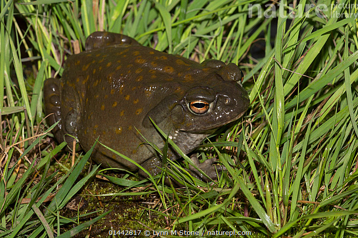 Stock Photo Of Colorado River Toad Bufo Alvarius Also Known As