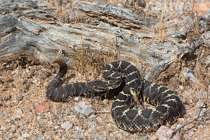 Stock photo of Arizona Black Rattlesnake (Crotalus cerberus) Sonoran ...