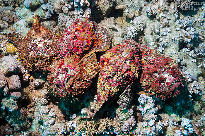 Stock photo of A group of five Reef stonefish (Synanceia verrucosa) in ...