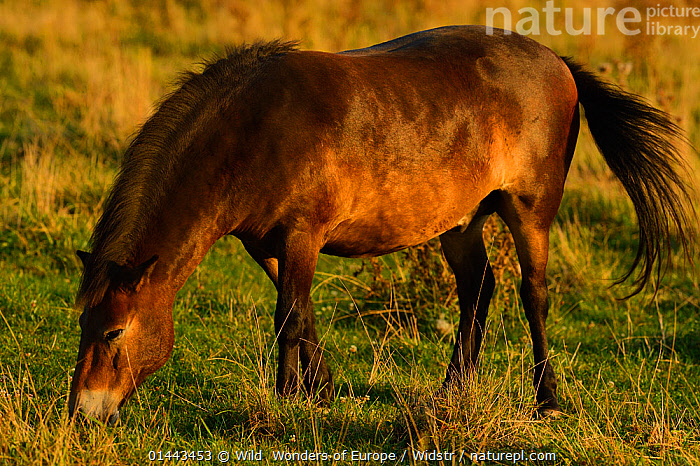 Stock photo of Exmoor ponies, one of the oldest and most primitive ...