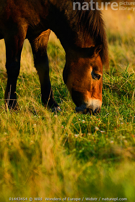 Stock photo of Exmoor ponies, one of the oldest and most primitive ...