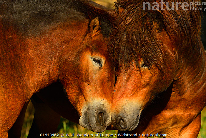 Stock photo of Exmoor ponies, one of the oldest and most primitive ...