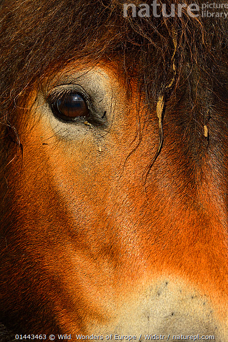 Stock photo of Exmoor ponies, one of the oldest and most primitive ...