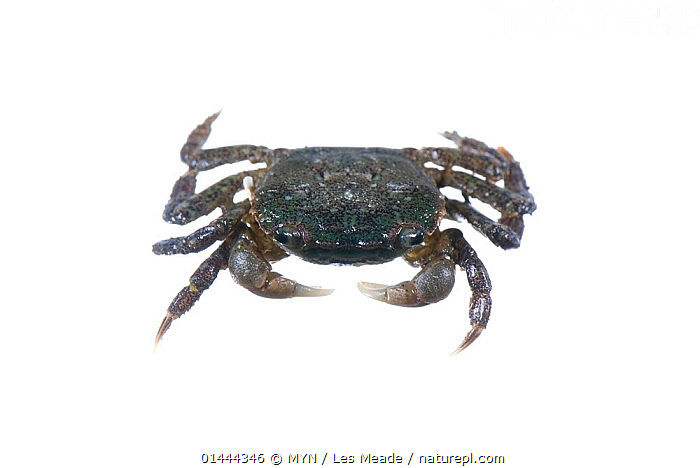 Stock photo of Hairy Shore Crab (Hemigrapsus oregonensis) Meadowdale ...