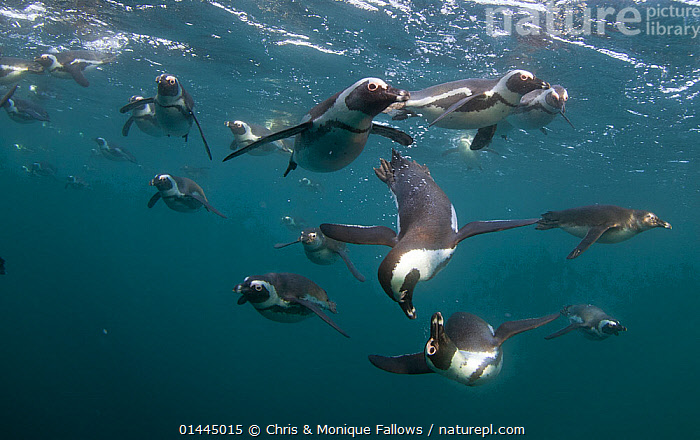 P.nguin Hunting People Hunting Penguins