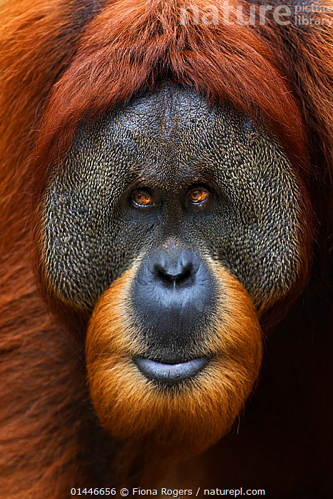 Bogli ayolning fotosurati