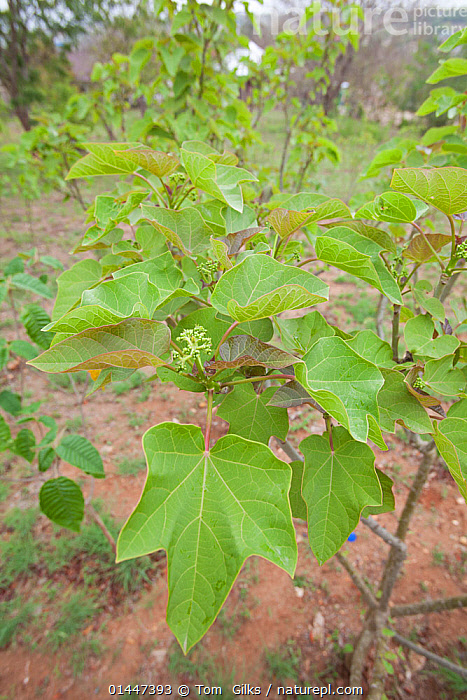 Stock photo of Jatropha (used for biofuel) growing on a farm, Tanzania ...