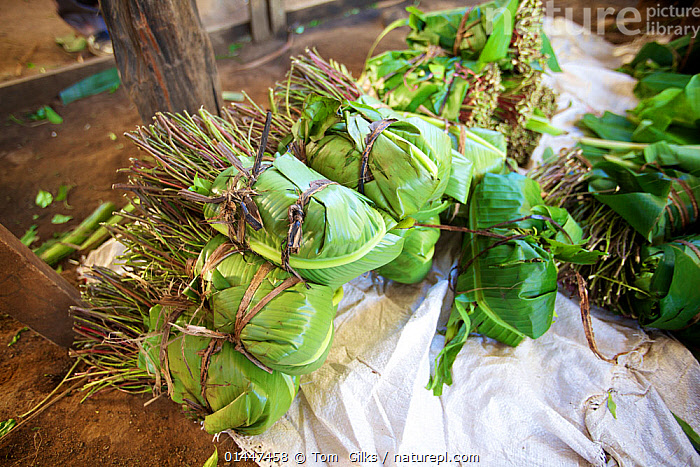 Stock photo of Bundles of Khat (Catha edulis) wrapped in banana leaves ...