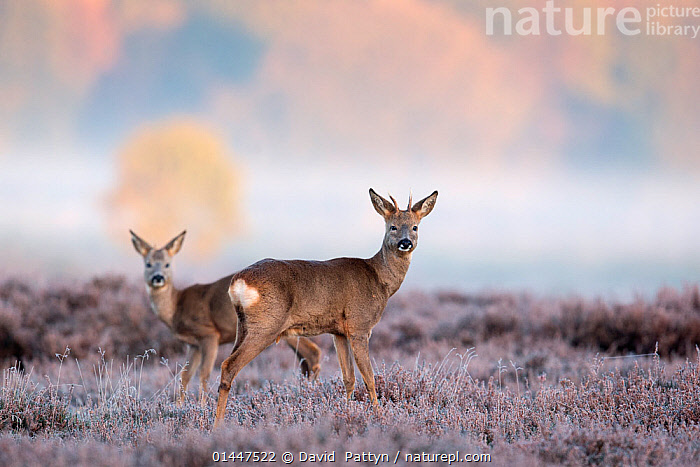 Stock photo of Male and female Roe deer (Capreolus capreolus) standing ...