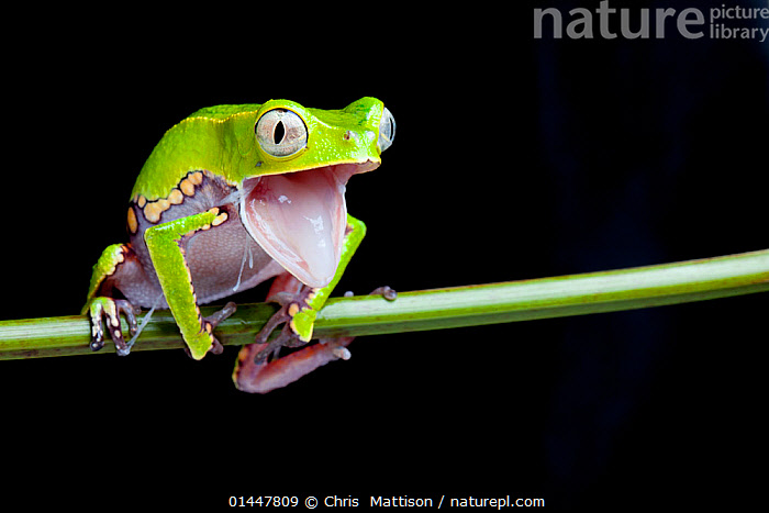 frog with mouth open