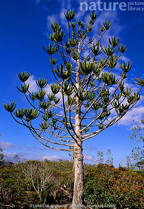 Araucariaceae  Plants of New Caledonia