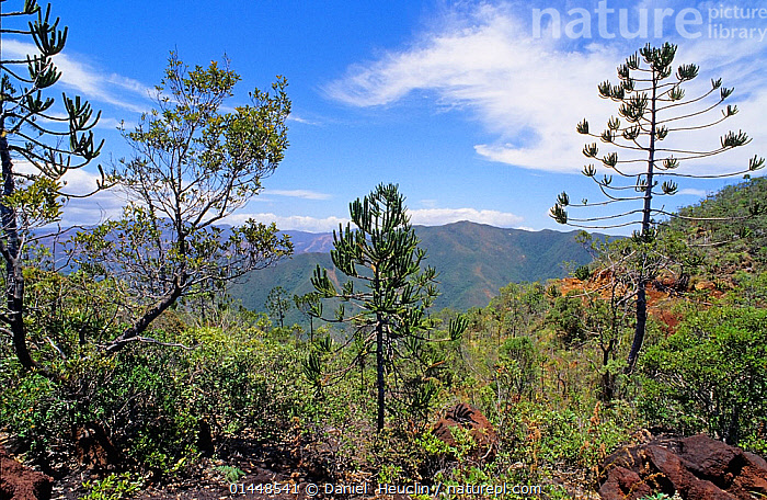 Araucariaceae  Plants of New Caledonia