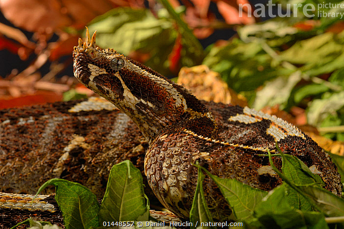 Stock photo of Rhinoceros viper (Bitis nasicornis), from Central Africa