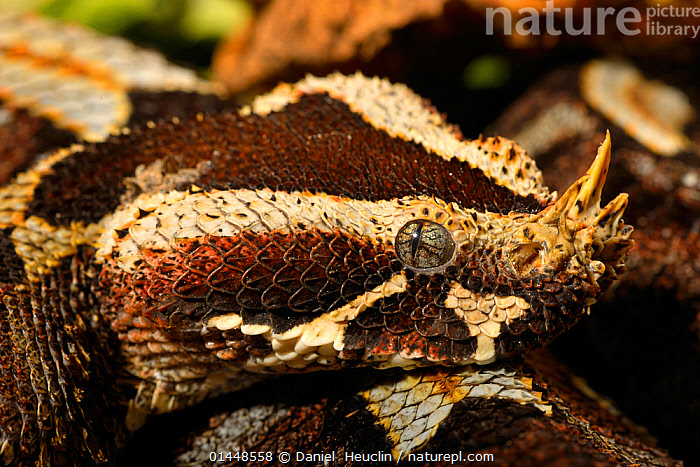 Stock photo of Rhinoceros viper (Bitis nasicornis), from Central Africa