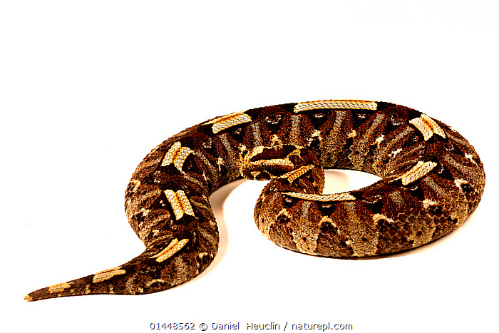 Stock photo of Rhinoceros viper (Bitis nasicornis), from Central Africa