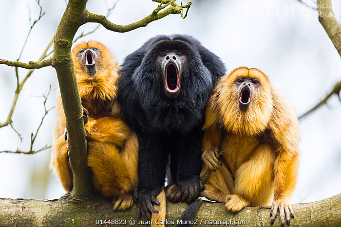 Stock photo of Black howler monkeys (Alouatta caraya) male and two