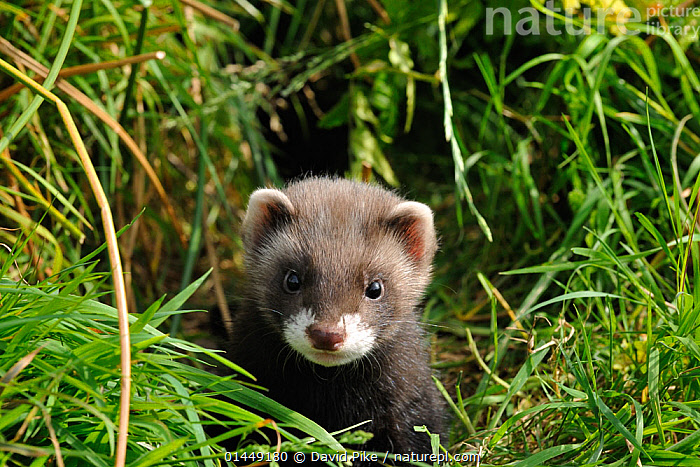 European polecats for store sale