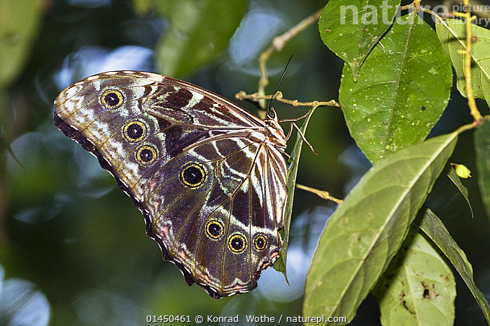 stock-photo-of-morpho-morpho-sp-butterfly-in-rainforest-tambopata