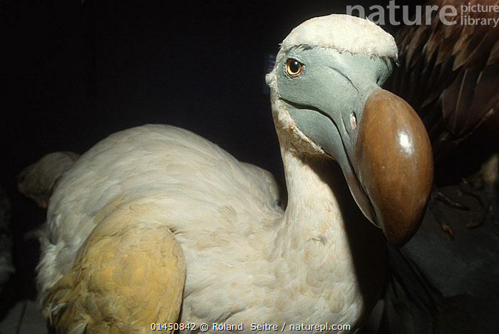 Dodo Rahu Stock photo of Dodo (Raphus cucullatus) reconstructed model. Natural ...