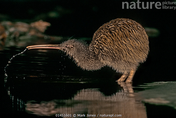 Stock photo of Southern Tokoeka / Stewart Island Brown Kiwi (Apteryx ...