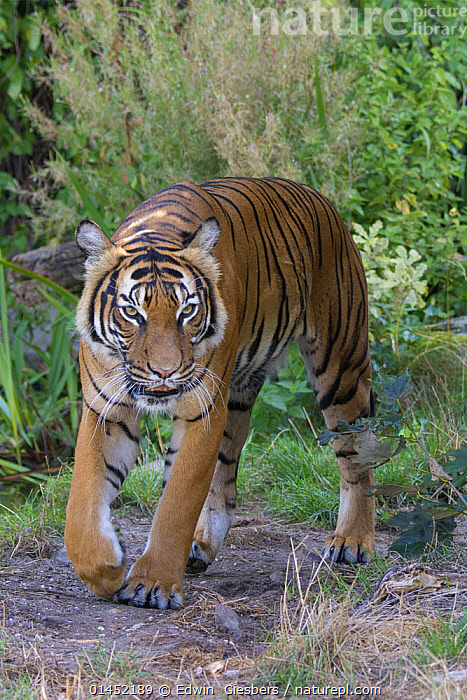 Stock photo of Malayan tiger (Panthera tigris jacksoni), captive ...