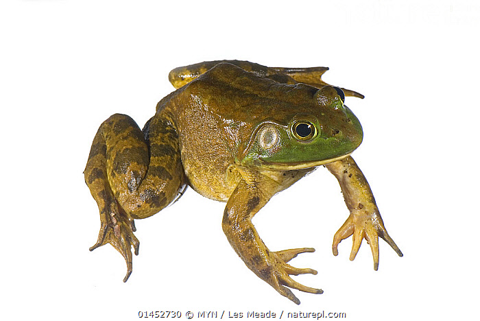 Stock photo of American Bullfrog (Lithobates catesbeianus) Ohio