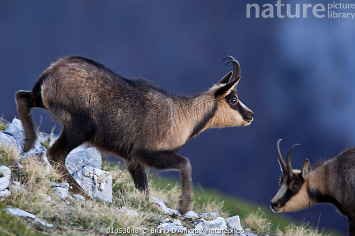 Stock photo of Apennine chamois (Rupicapra pyrenaica ornata) adult male  approaching. Available for sale on