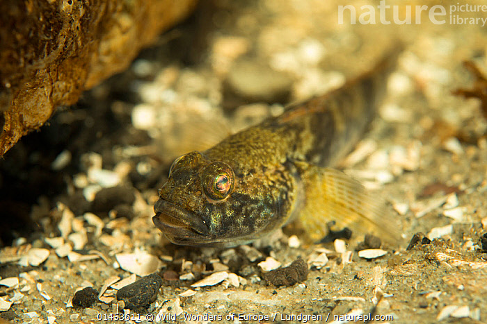 Stock photo of Freshwater goby (Gobiidae) at depth of 9 metres in