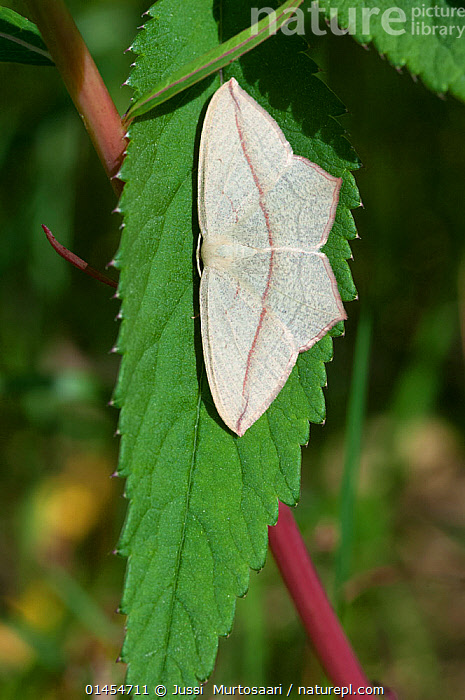 Stock photo of Blood-vein moth on leaf (Timandra comae) South Karelia ...