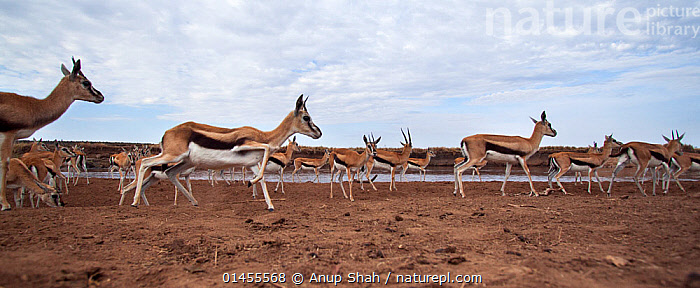 Stock photo of Thomson's gazelle (Eudorcas thomsonii) gathering at the ...