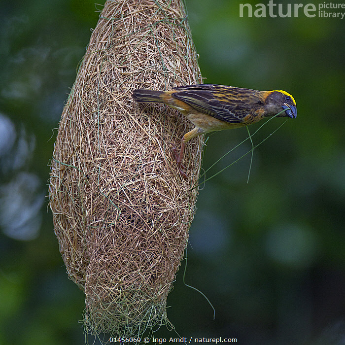 Stock photo of Baya weaver (Ploceus philippinus) male with nesting 