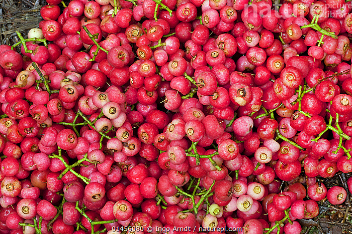 Stock photo of Vogelkop bowerbird (Amblyornis inornatus) decoration