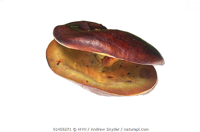 Stock photo of Mora seed (Mora excelsa) Iwokrama, Guyana ...