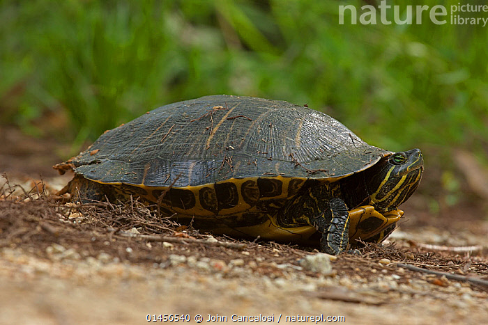 Stock photo of Red eared slider Trachemys scripta elegans female