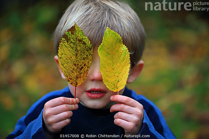 Stock photo of Boy covering eyes with leaf, Norwich, UK, November 2013 ...