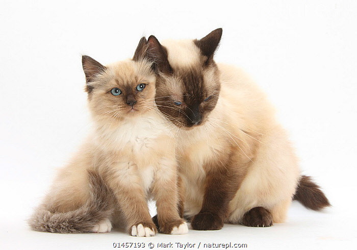 Birman best sale cross kittens