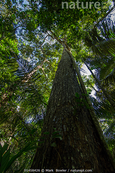 Big-leaf Mahogany (Swietenia macrophylla) · iNaturalist