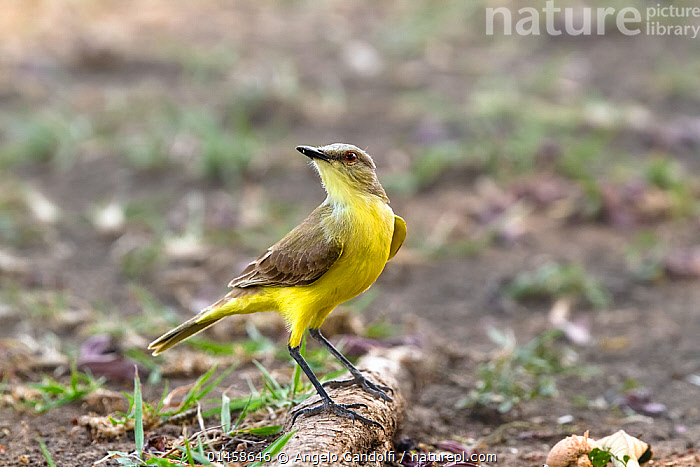 Stock photo of Cattle Tyrant (Machetornis rixosa) Pantanal, Brazil ...