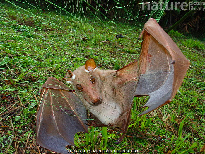 Stock photo of Hammer Headed bat (Hypsignathus monstrosus) female - live  mist net catch…. Available for sale on
