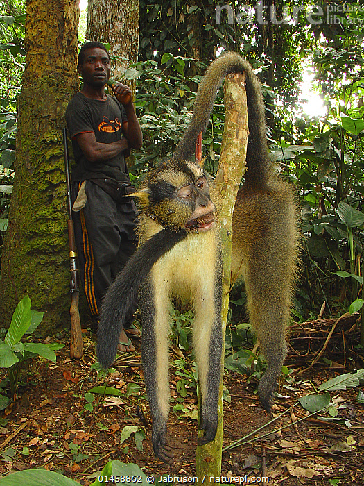 Stock photo of Hunter with gun near Dead Crowned monkey