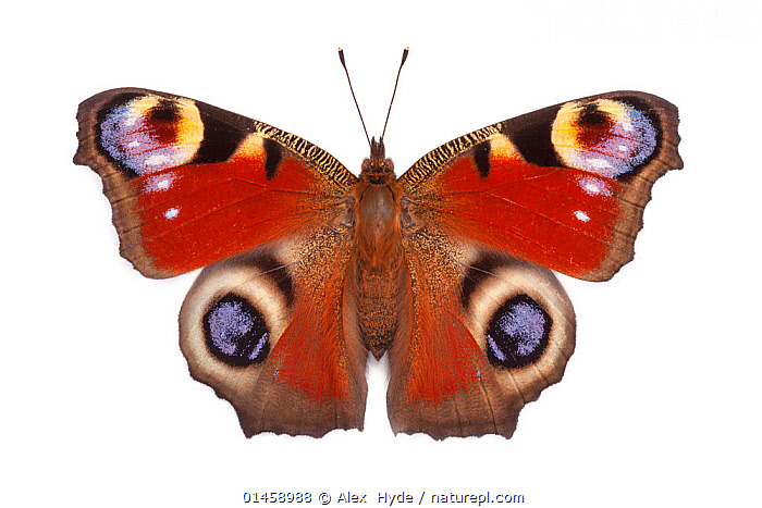 Stock photo of Peacock butterfly Inachis io basking with open