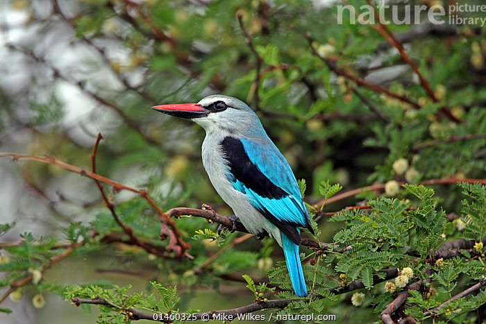 woodland kingfisher