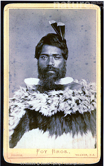 Feathered nose hair hotsell