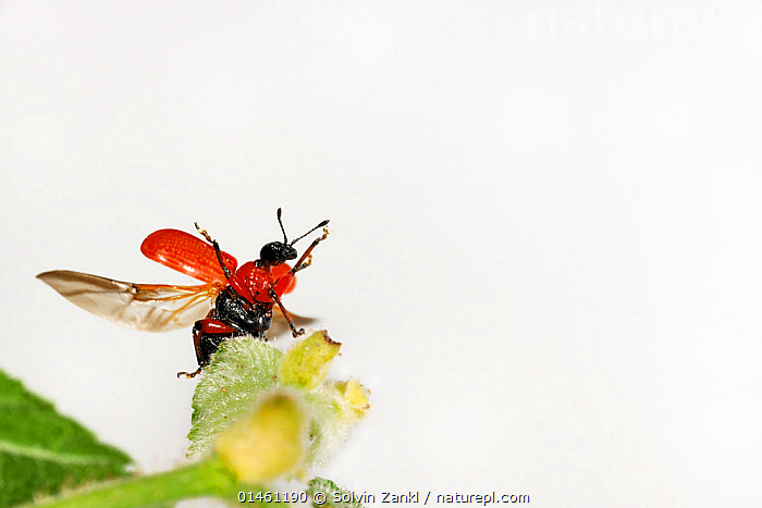Stock photo of Hazel Leaf-roller Weevil (Apoderus coryli) taking off ...