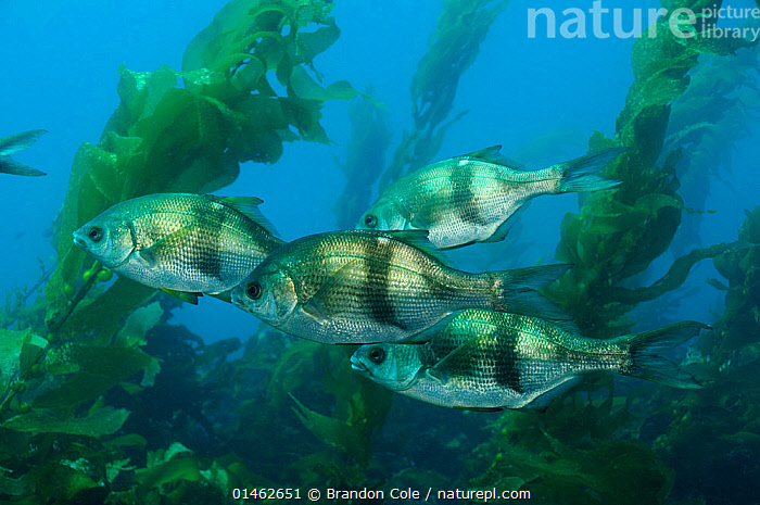 Stock photo of Pile perch (Rhacochilus vacca), Channel Islands