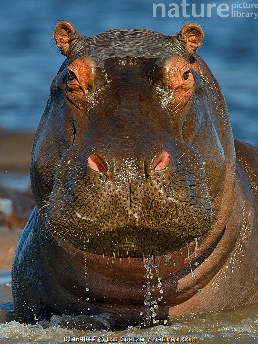 Rus qoshiqchilari külotlarini porlashdi
