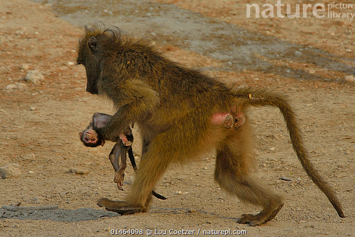 Died Baby Baboon