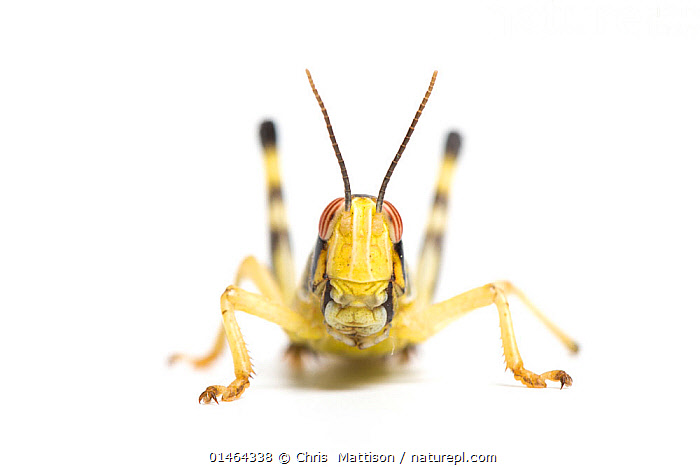 Stock photo of Desert locust nymph (Schistocerca gregaria) captive ...