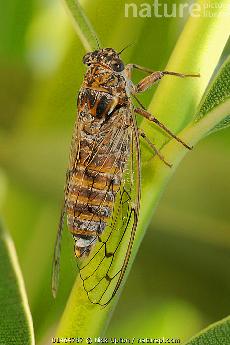 Stock photo of Grey cicada (Cicada orni) clinging to a plant